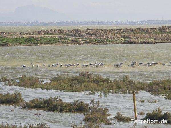 Flamingos im Sebkha Ariana