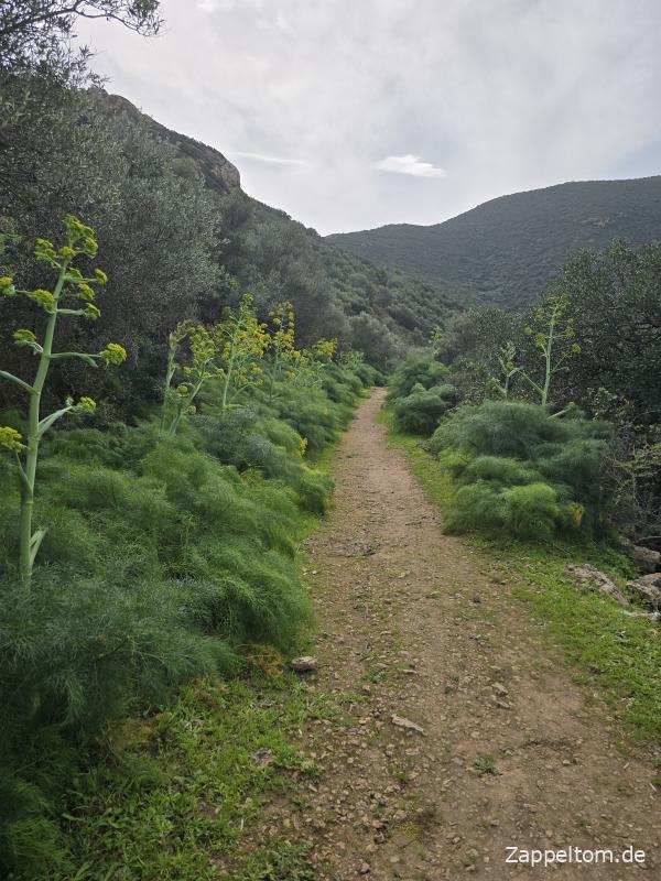 Riesenfenchel im Nationalpark Ichkeul