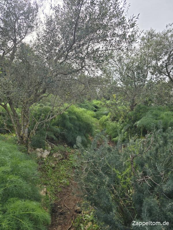 Wanderweg am Djebel Ichkeul