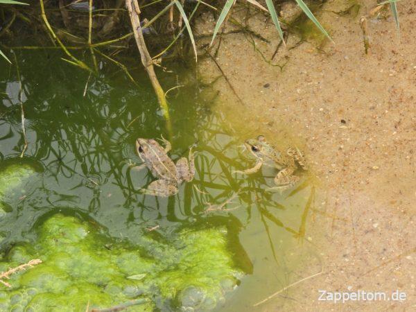 Frösche in der Schlucht von Mides
