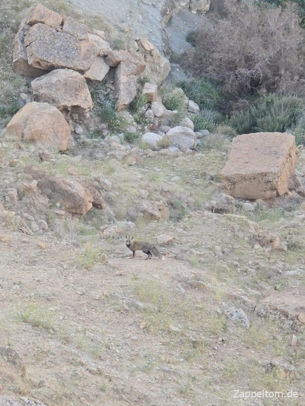Fuchs zwischen Mides und Tamerza