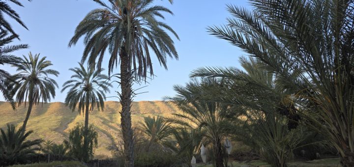 Dattelpalmenparadies Mides