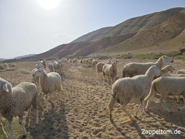 Schafe in der Bergoase Mides