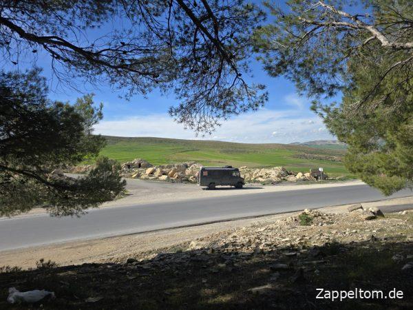 Aleppo-Kiefern und Mercedes 711D westlich Siliana Aleppo-Kiefern und Mercedes 711D westlich Siliana