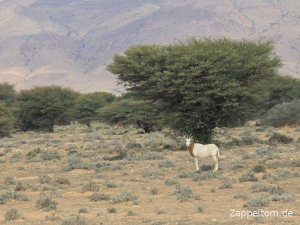 Die erste Säbelantilope im Nationalpark Bou Hedma