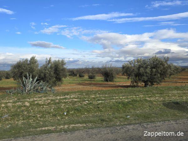 Endlose Olivenhaine rund um Kairouan Endlose Olivenhaine rund um Kairouan