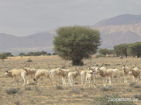 Herde Mendesantilopen im Nationalpark Bou Hedma