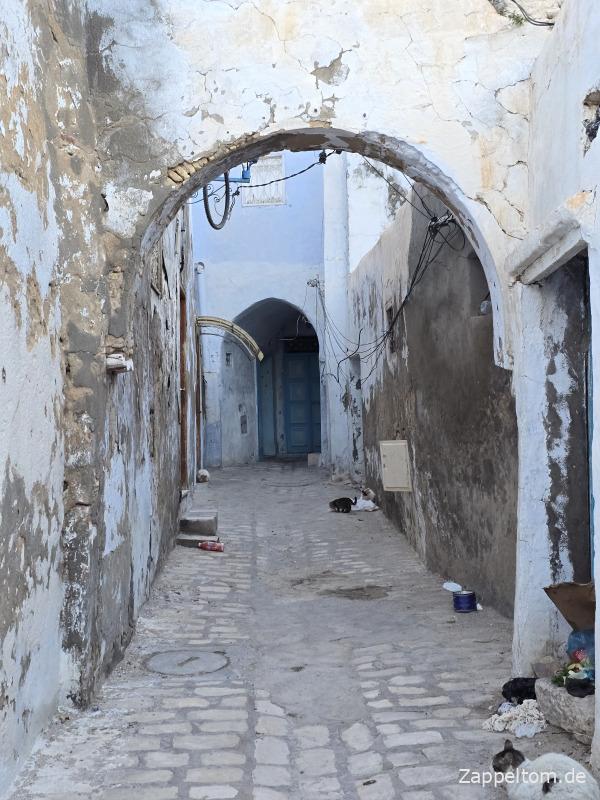 Katzen in der Medina von Kairouan Katzen in der Medina von Kairouan