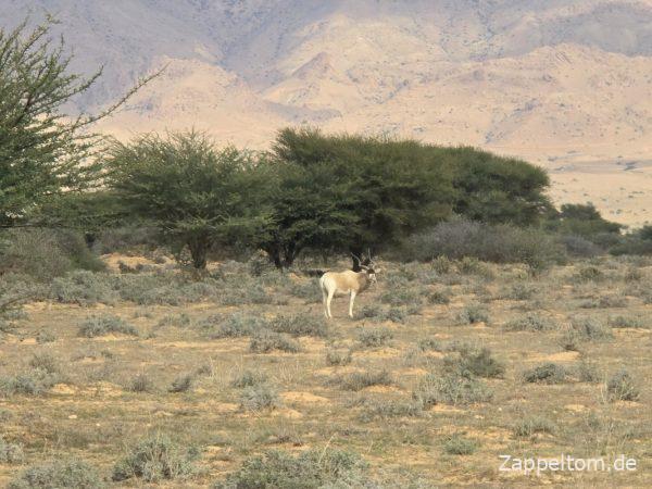 Mendesantilope im Nationalpark Bou Hedma