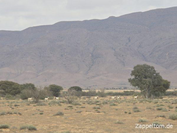 Nationalpark Bou Hedma mit Gebirge und Savanne