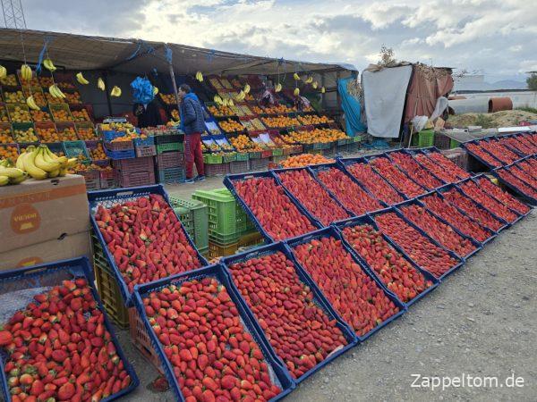 Tunesische Erdbeeren im Tiefland von Kairouan Tunesische Erdbeeren im Tiefland von Kairouan